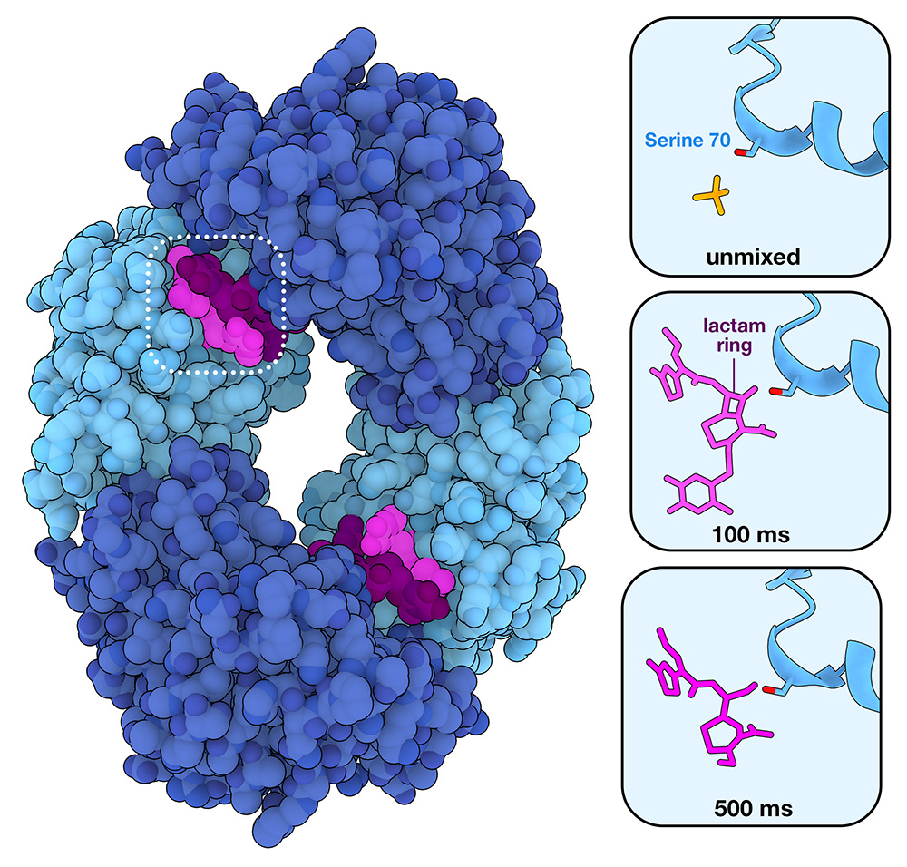 Beta-Lactamase protein structure